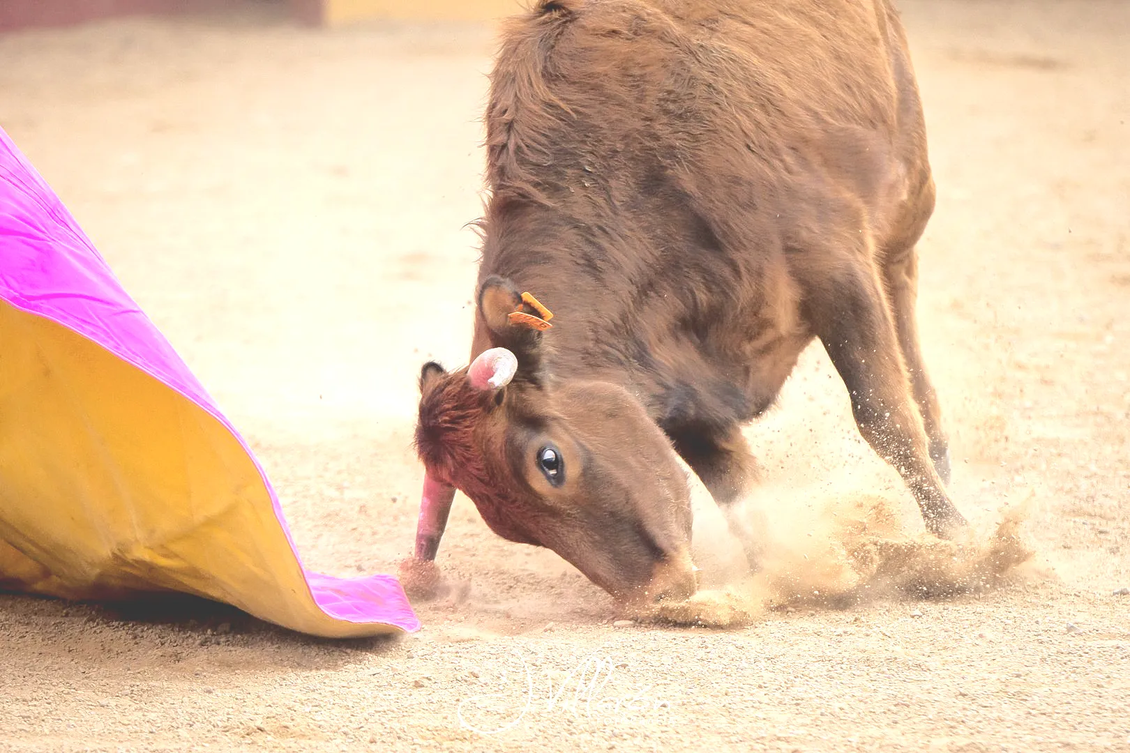 Ganadería Aldeanueva