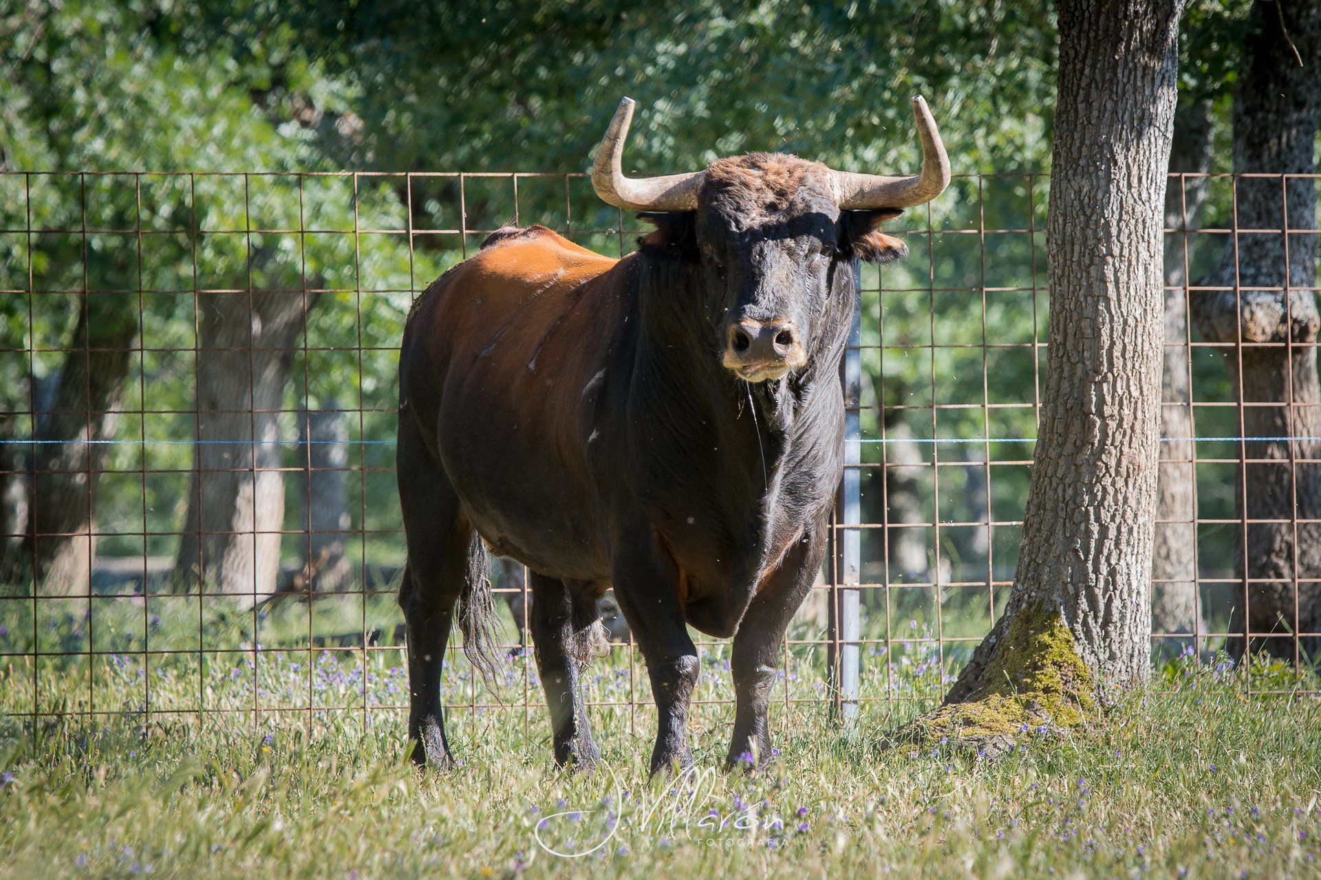 Toro en un campo verde