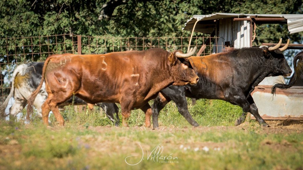 Toro de granja en el campo