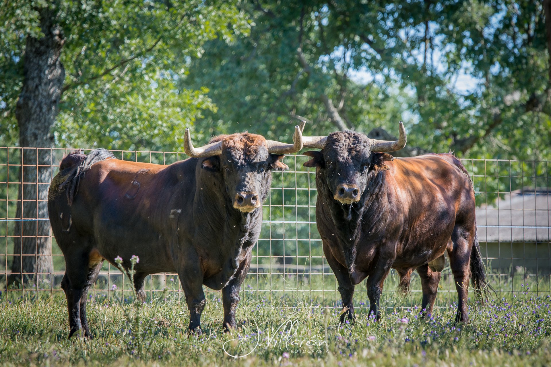 Vaca en un campo verde