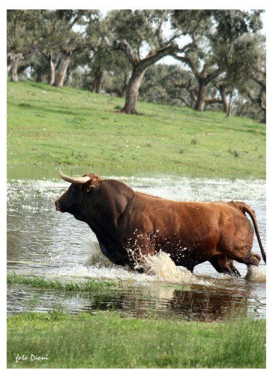 Toro negro en el campo