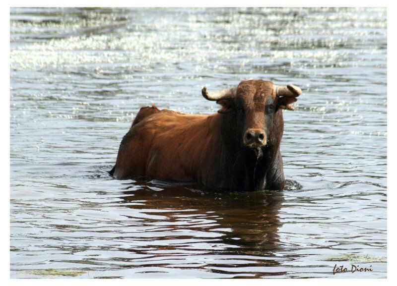 Vaca marrón entre rocas