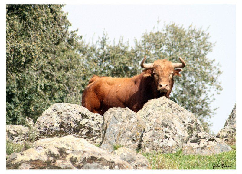 Vaca nadando en el agua