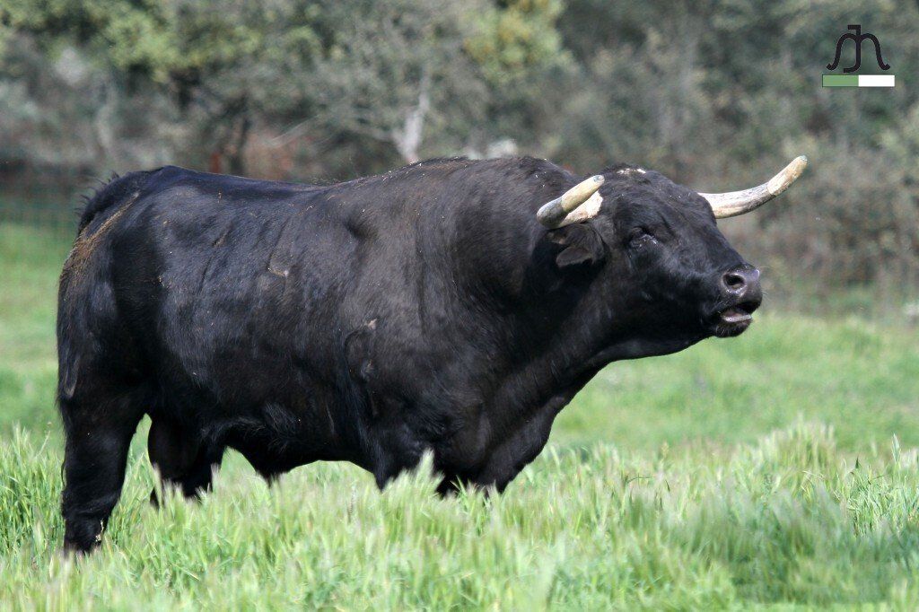 Toros corriendo en agua