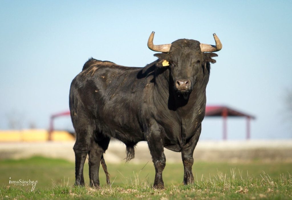 Vacas negras en campo verde
