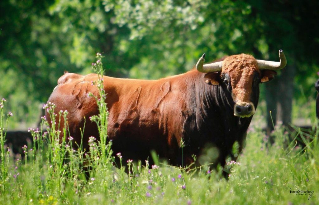 Toro en un campo verde