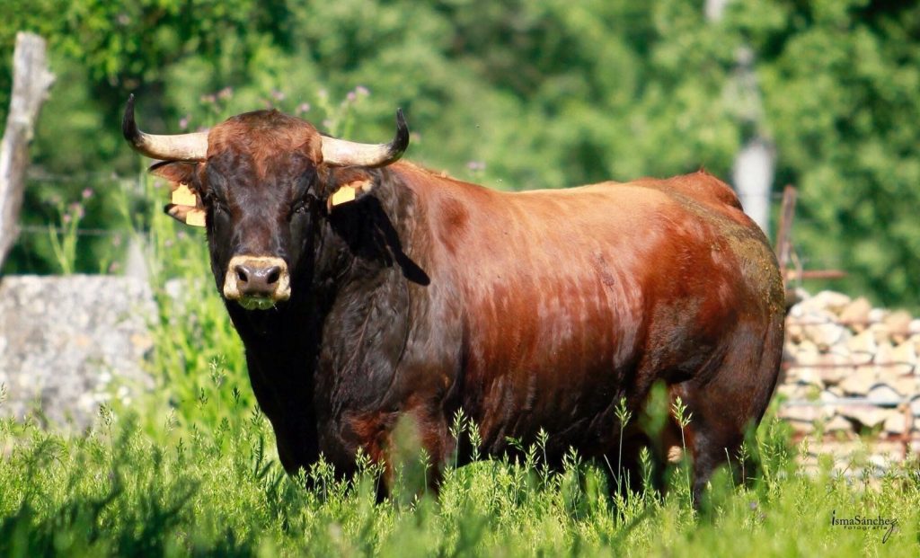 Vaca en un campo verde