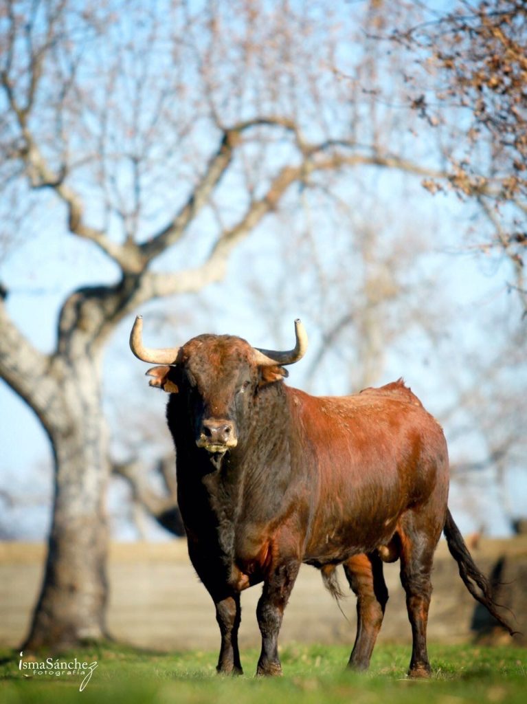 Toros caminando en el campo