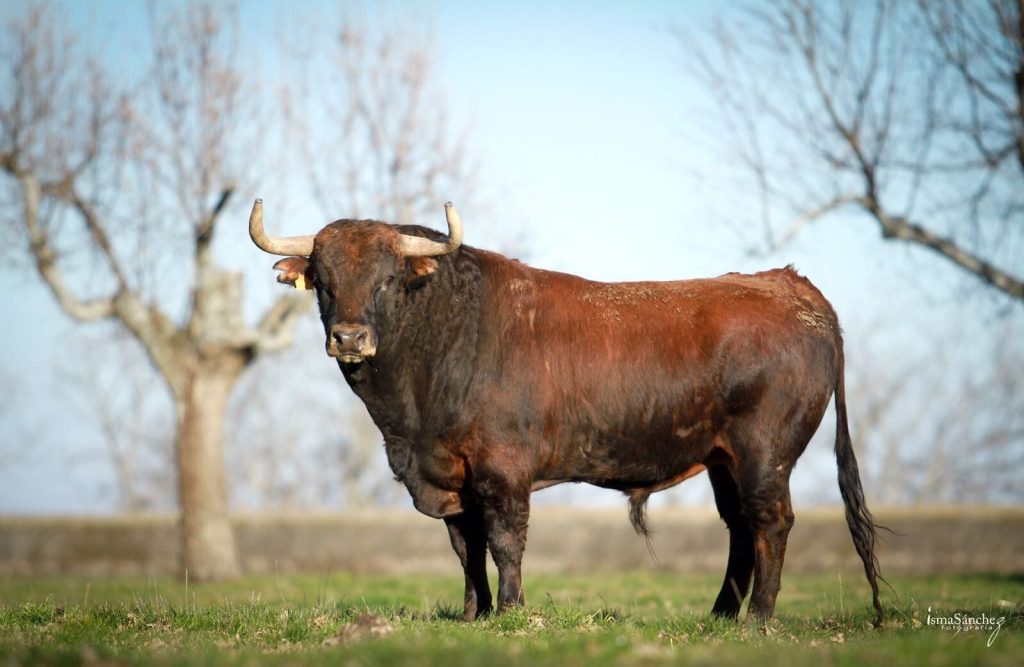 Toro frente a una cerca